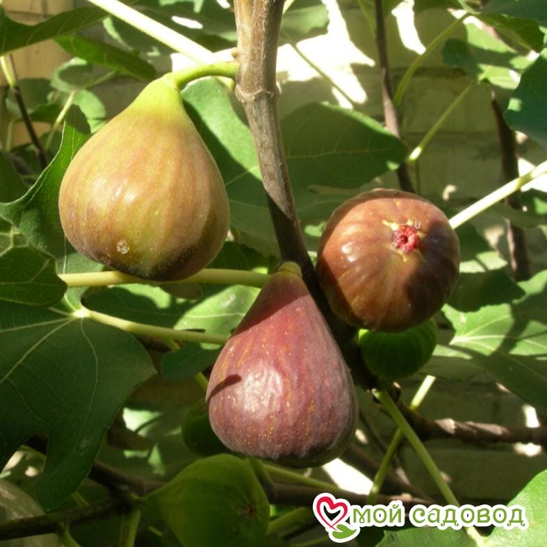 Инжир Брунсвик