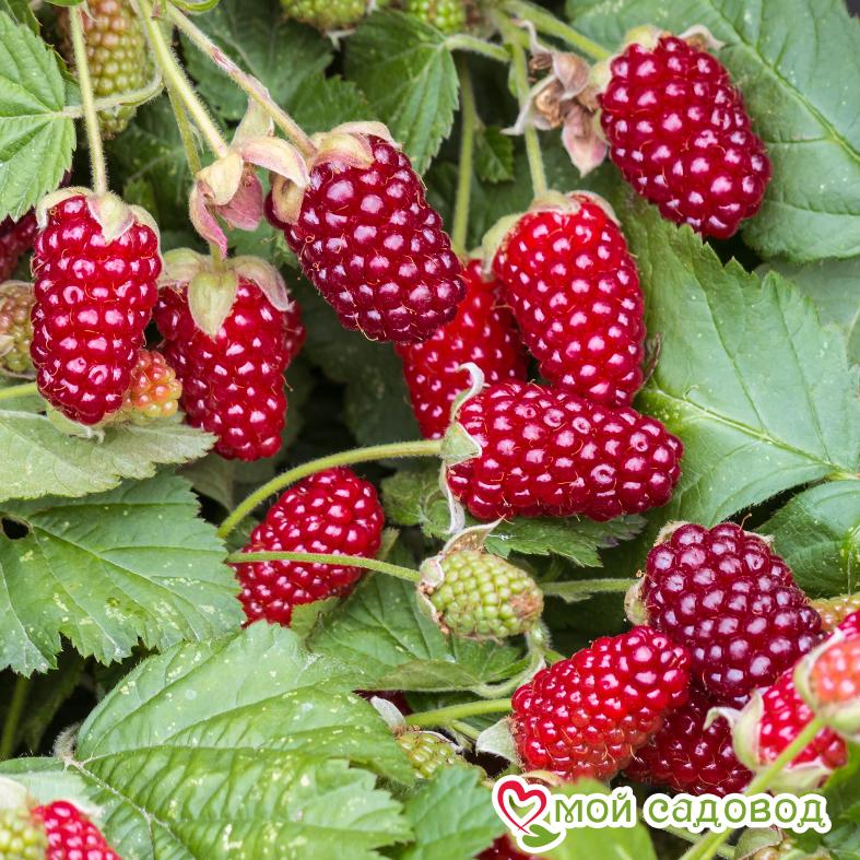 Ежемалина Логанберри