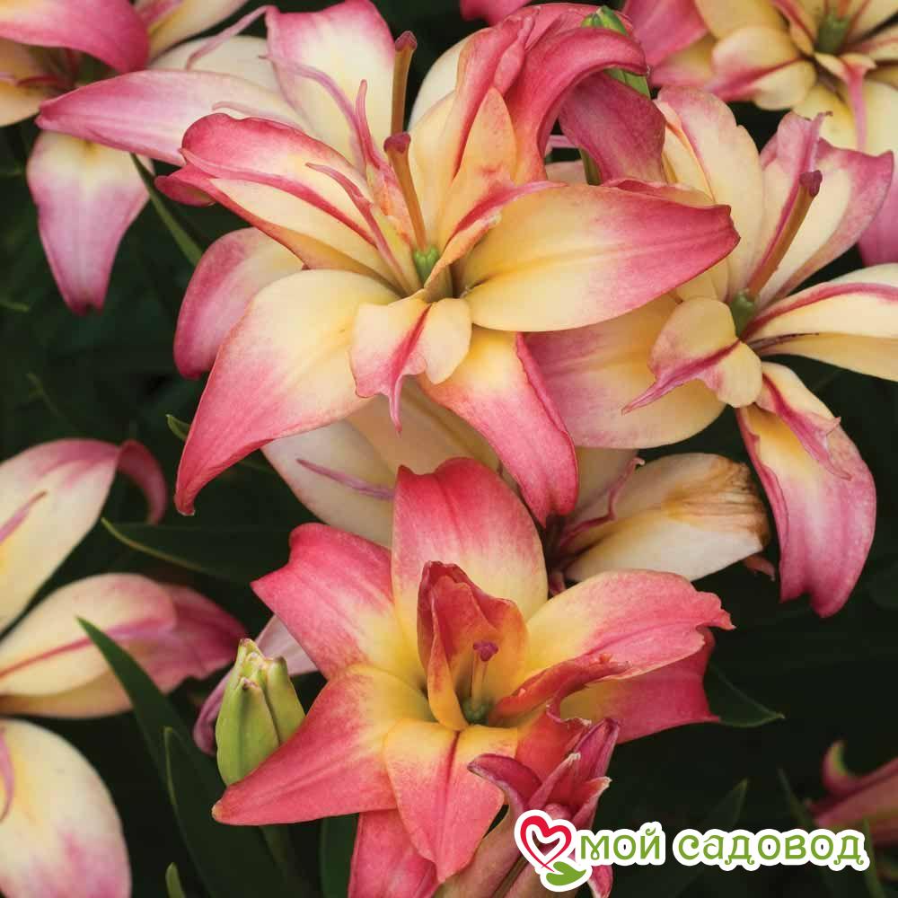 Цветочный микс! Лучшие сорта Лилий!