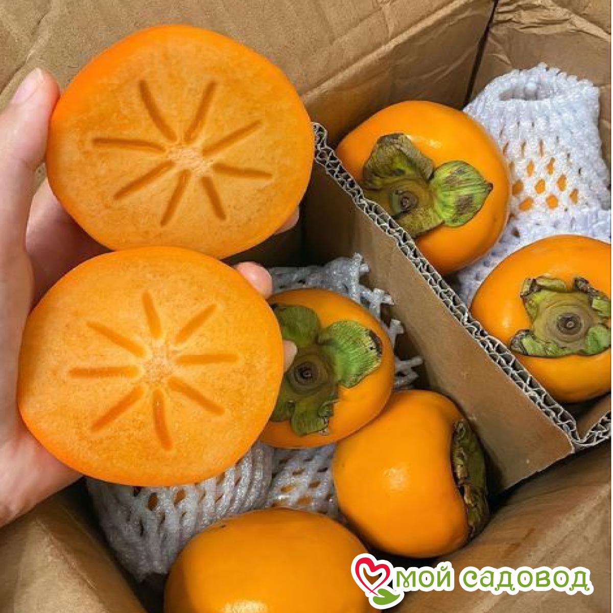 Хурма земля Солнца